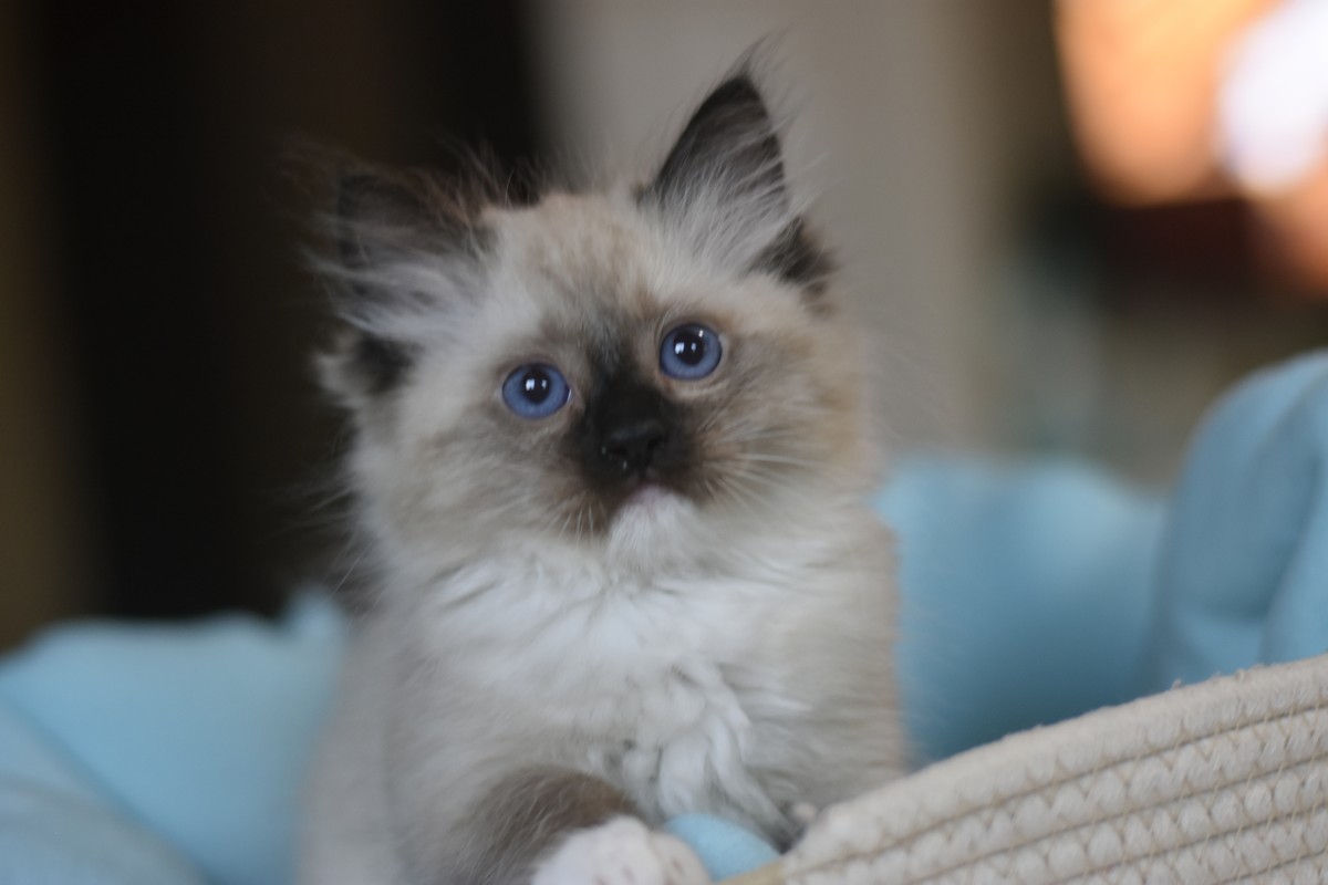 images/AvailableKittens/Misty website.JPG